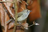 Brown Thornbillborder=